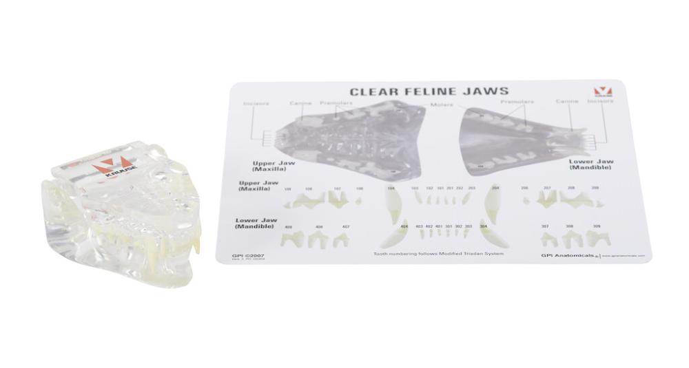 KRUUSE Kiefermodell für Katzen glasklar KRUUSE Kiefermodell für Katzen glasklar