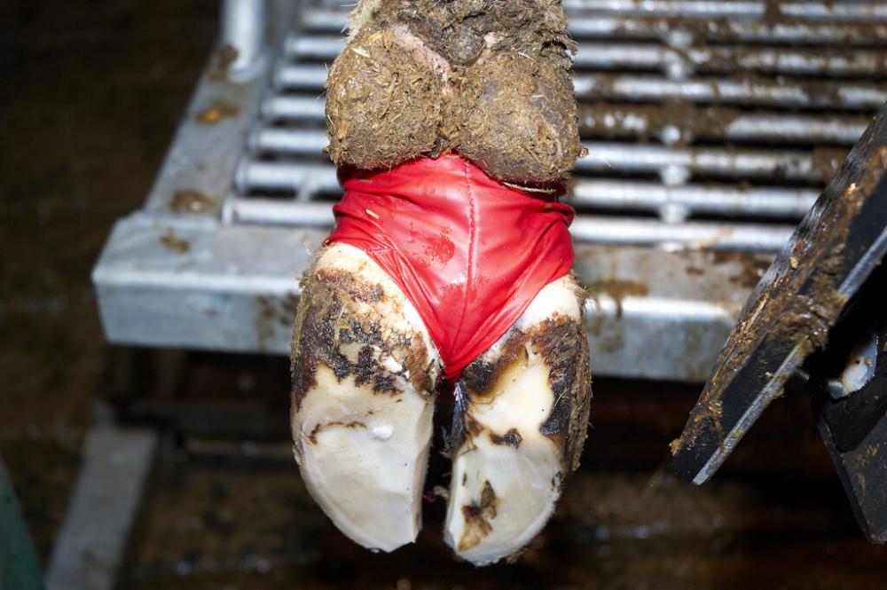 KRUUSE Bovivet Hoof-Bandage rot, 10 Stück KRUUSE Bovivet Hoof-Bandage rot, 10 Stück
